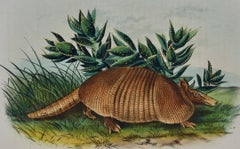 Gürteltier: Eine original handkolorierte Lithographie von John J. Audubon aus dem 19.