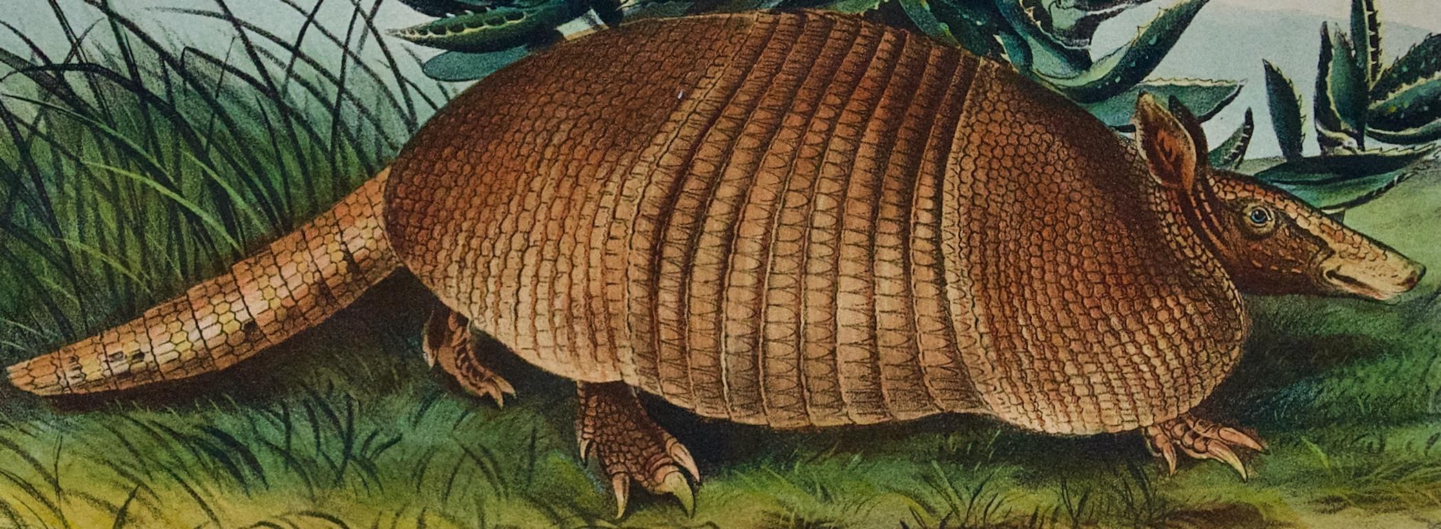 Armadillo: una litografia originale del XIX secolo colorata a mano da John J. Audubon - Animal Print Grigio di John James Audubon