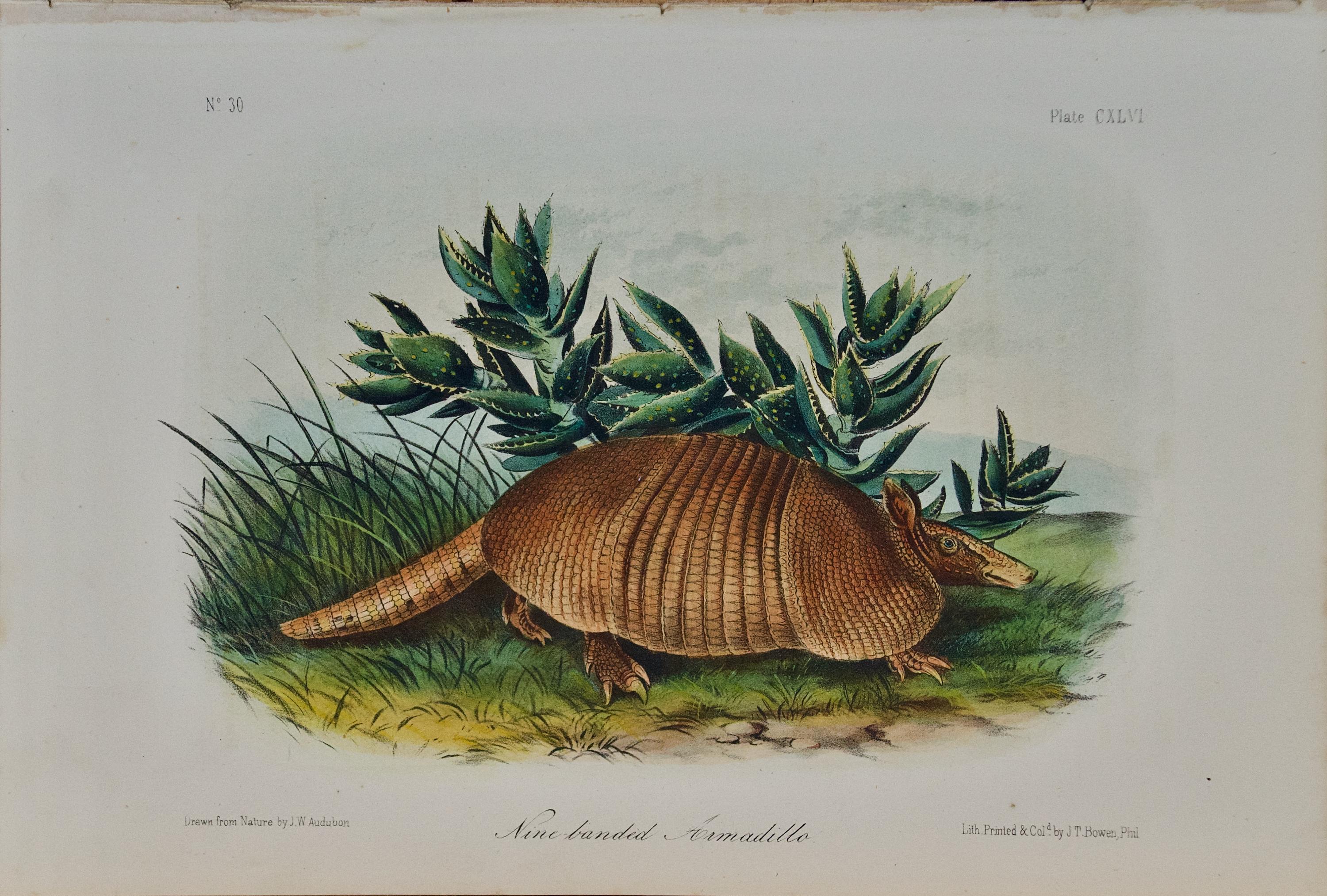 Armadillo: una litografia originale del XIX secolo colorata a mano da John J. Audubon