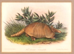 Armadillo Audubon Animal Wildlife