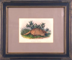 Armadillo Audubon Animal Wildlife
