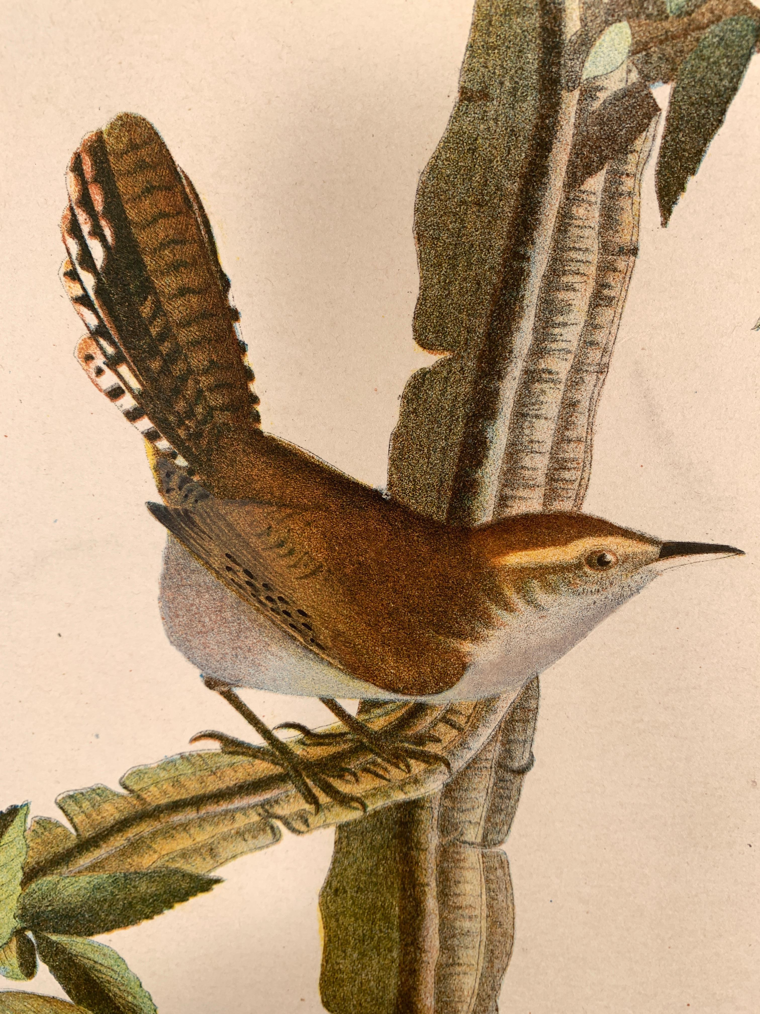 House Wren and its Hat House, from the Bien edition of Birds of America For Sale 2