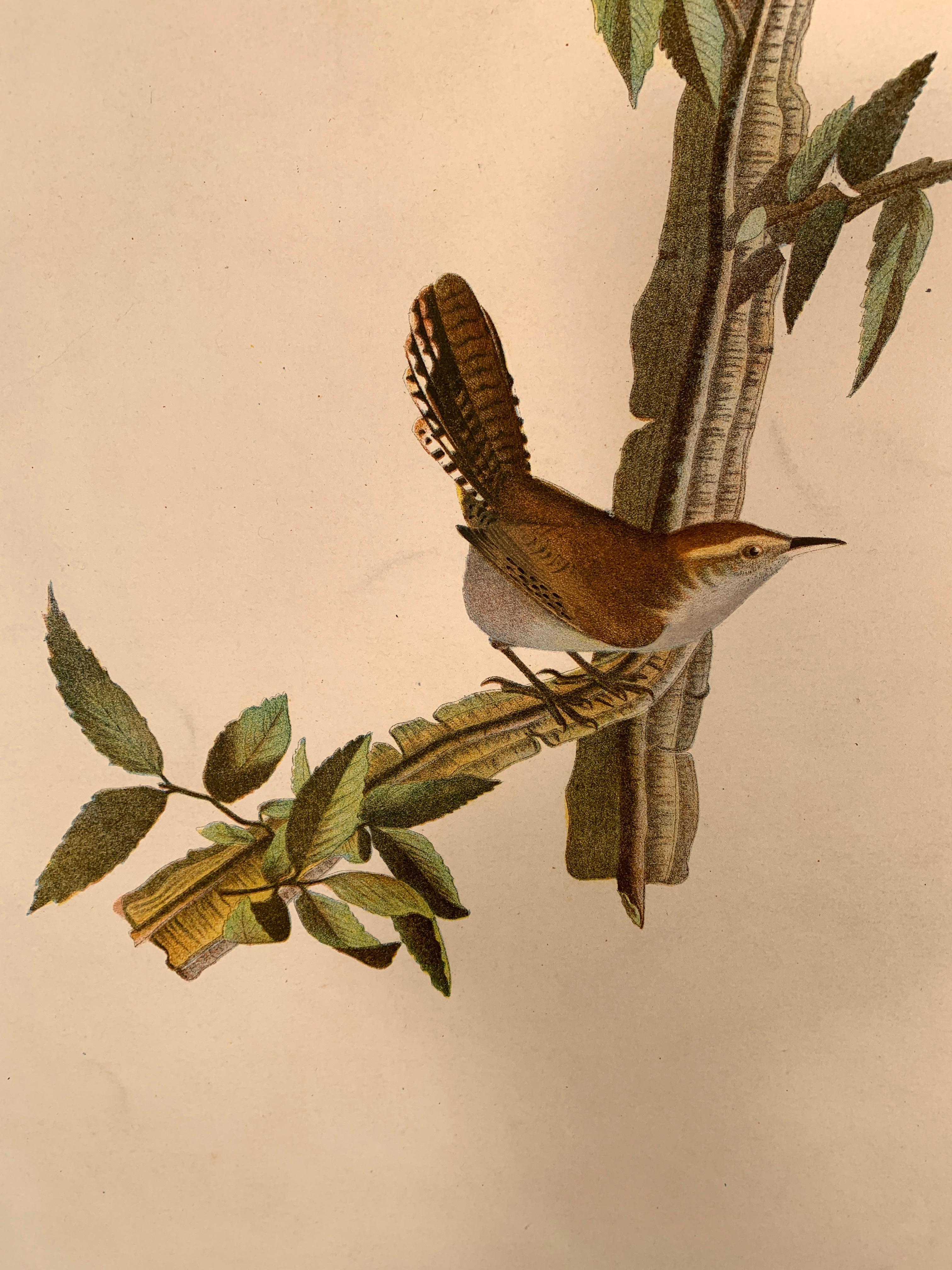 House Wren and its Hat House, from the Bien edition of Birds of America For Sale 3