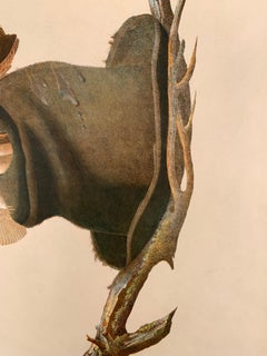 House Wren and its Hat House, from the Bien edition of Birds of America