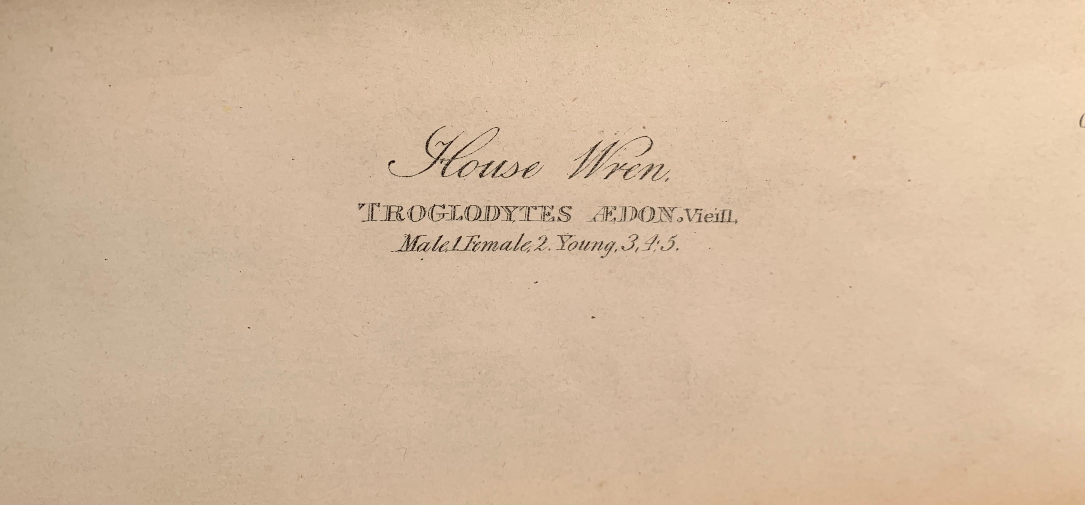 House Wren and its Hat House, de l'édition Bien d'Oiseaux of America - Réalisme américain Print par John James Audubon