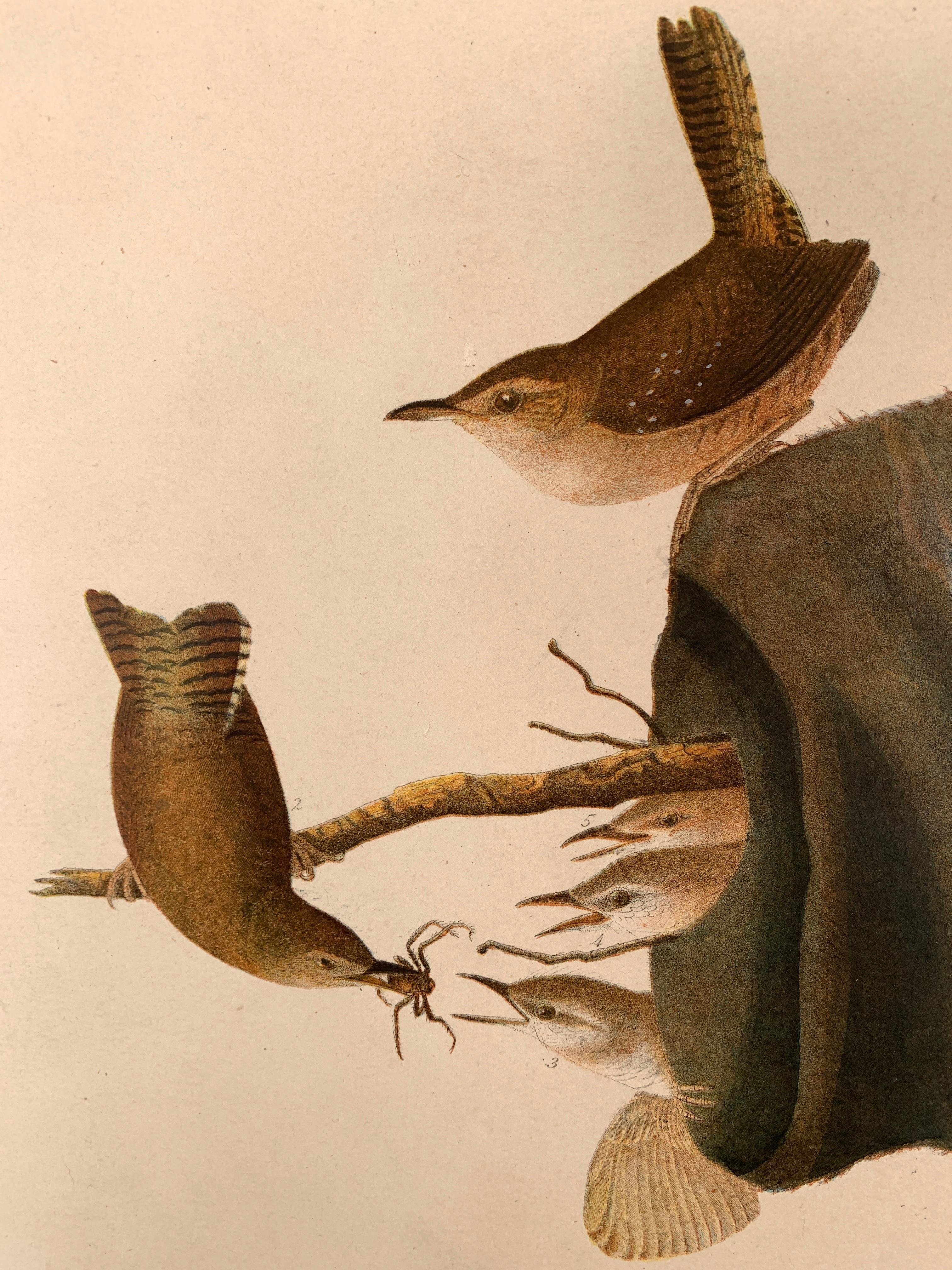 House Wren and its Hat House, de l'édition Bien d'Oiseaux of America - Beige Animal Print par John James Audubon