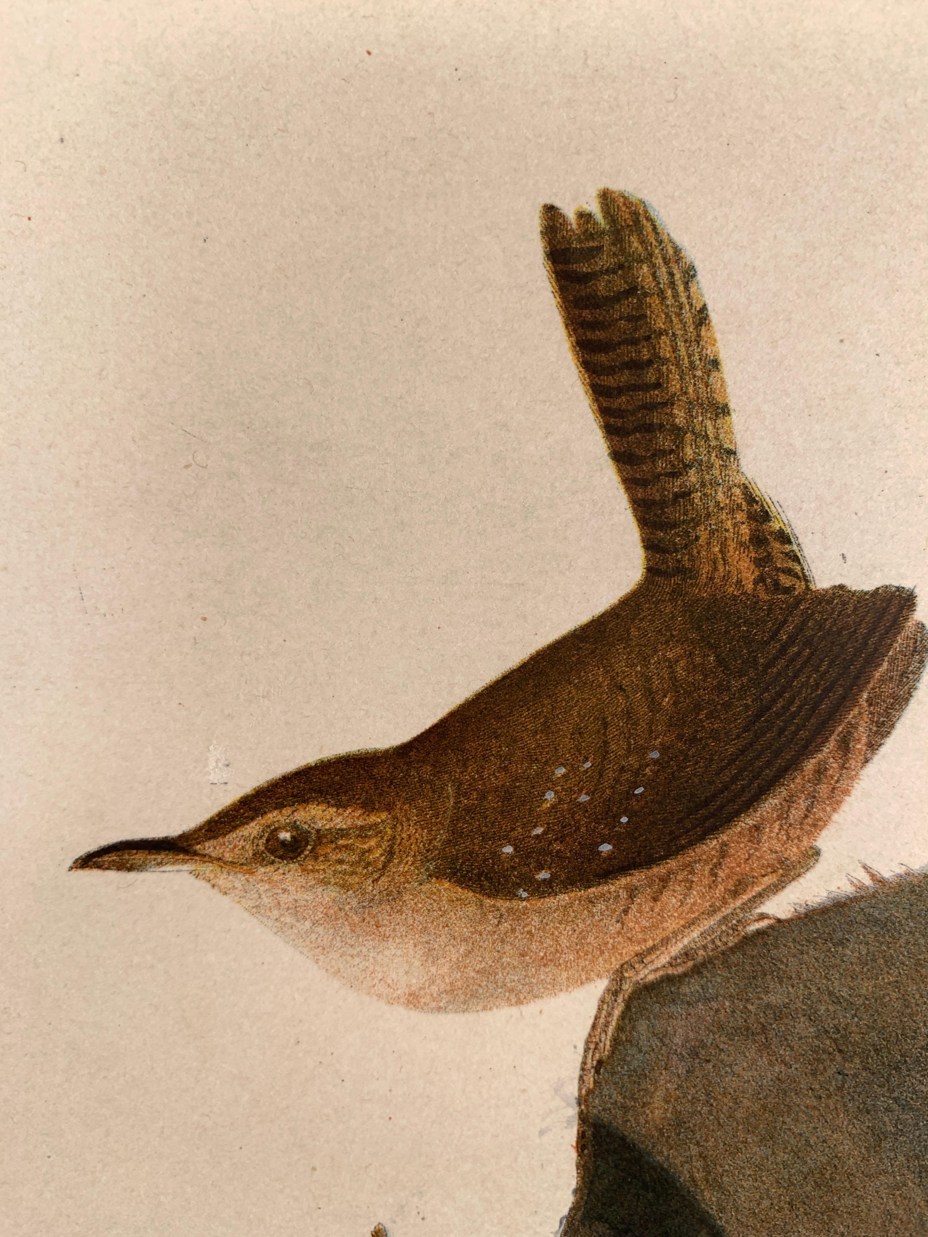 Edition Audubon Bien. Planche 120 : Troglodyte des maisons (Troglodytes Aedon), mâle, 1, femelle 2, jeunes, 3,4,5 ; et (ici sur une feuille séparée : Planche 118 : Troglodyte de Bewick (Troglodytes Bewickii. Aud.), Homme.
Deux chromolithographies