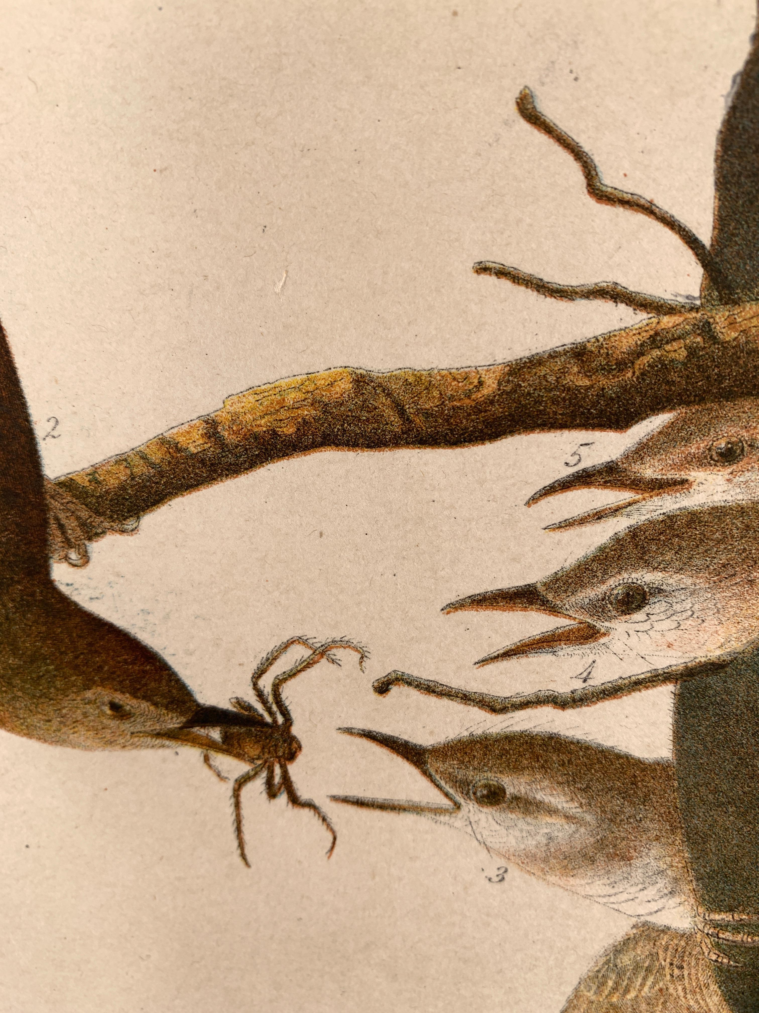 House Wren and its Hat House, from the Bien edition of Birds of America - American Realist Print by John James Audubon