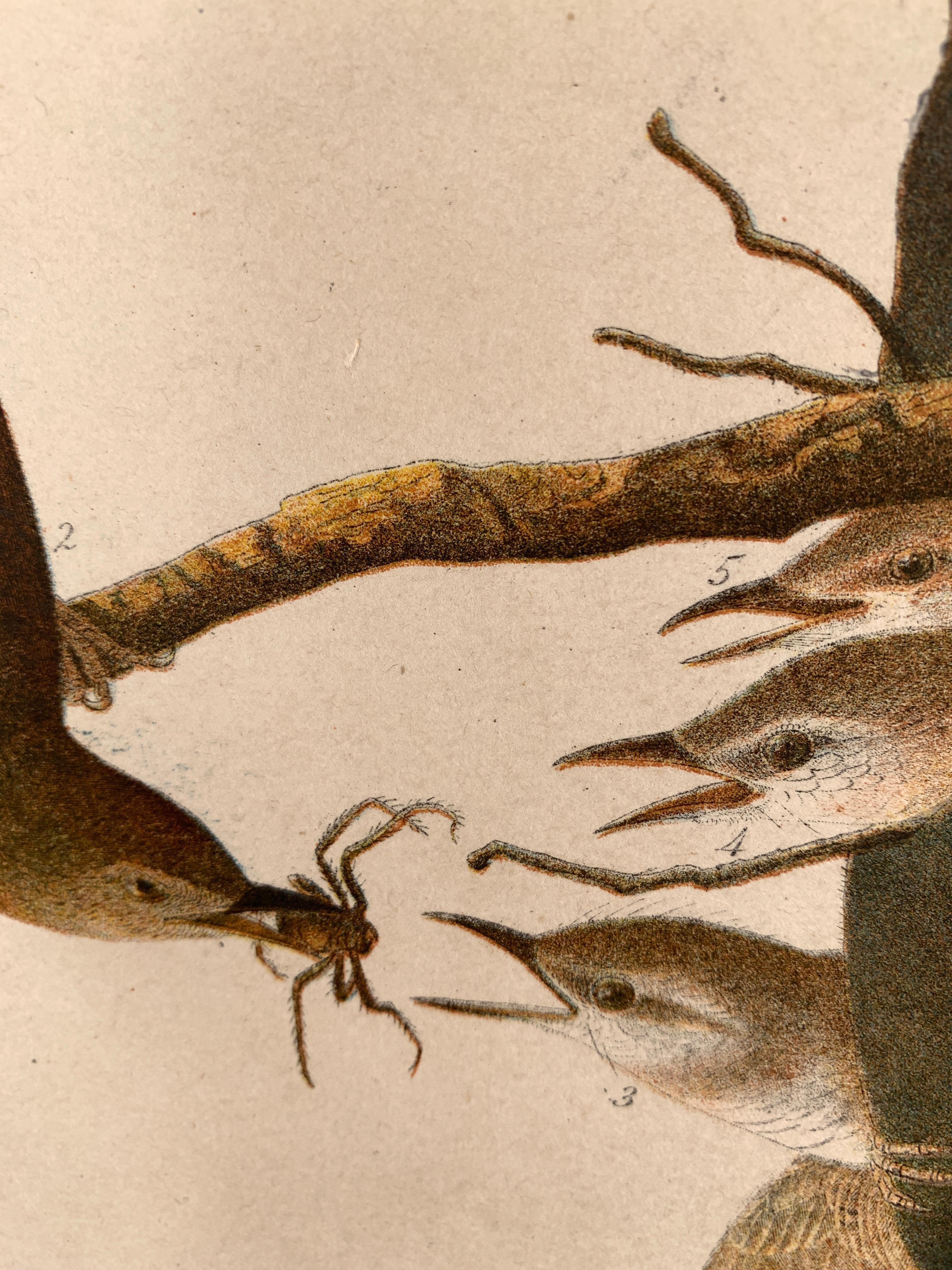 House Wren and its Hat House, de l'édition Bien d'Oiseaux of America en vente 1