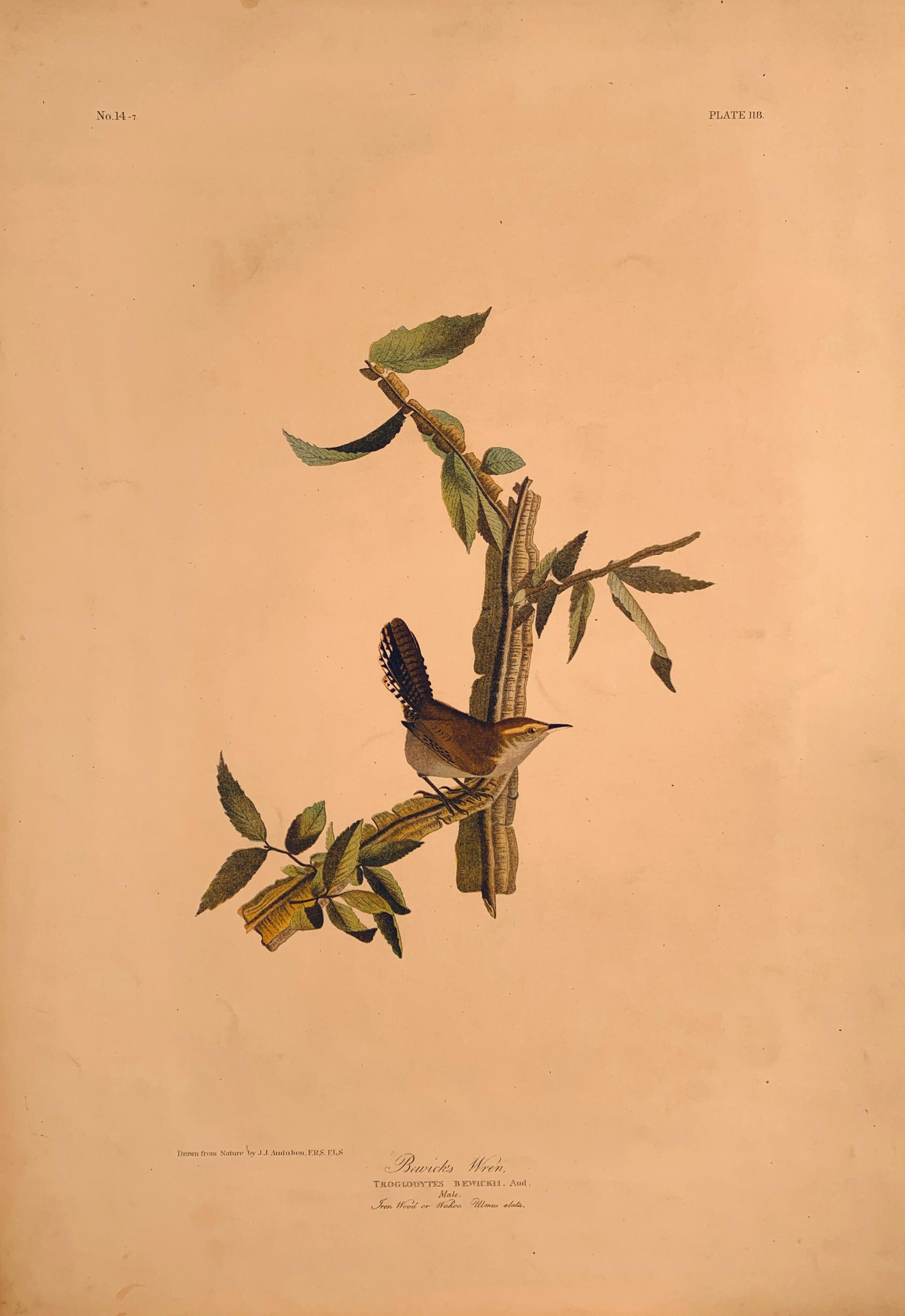House Wren and its Hat House, de l'édition Bien d'Oiseaux of America en vente 4