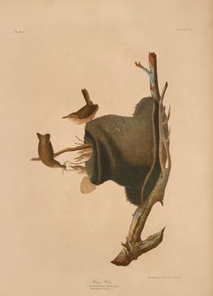 House Wren and its Hat House, from the Bien edition of Birds of America