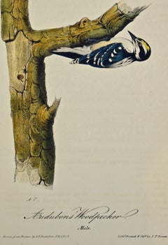 "Audubons' Woodpecker" Original First Edition Audubon Hand Colored Lithograph