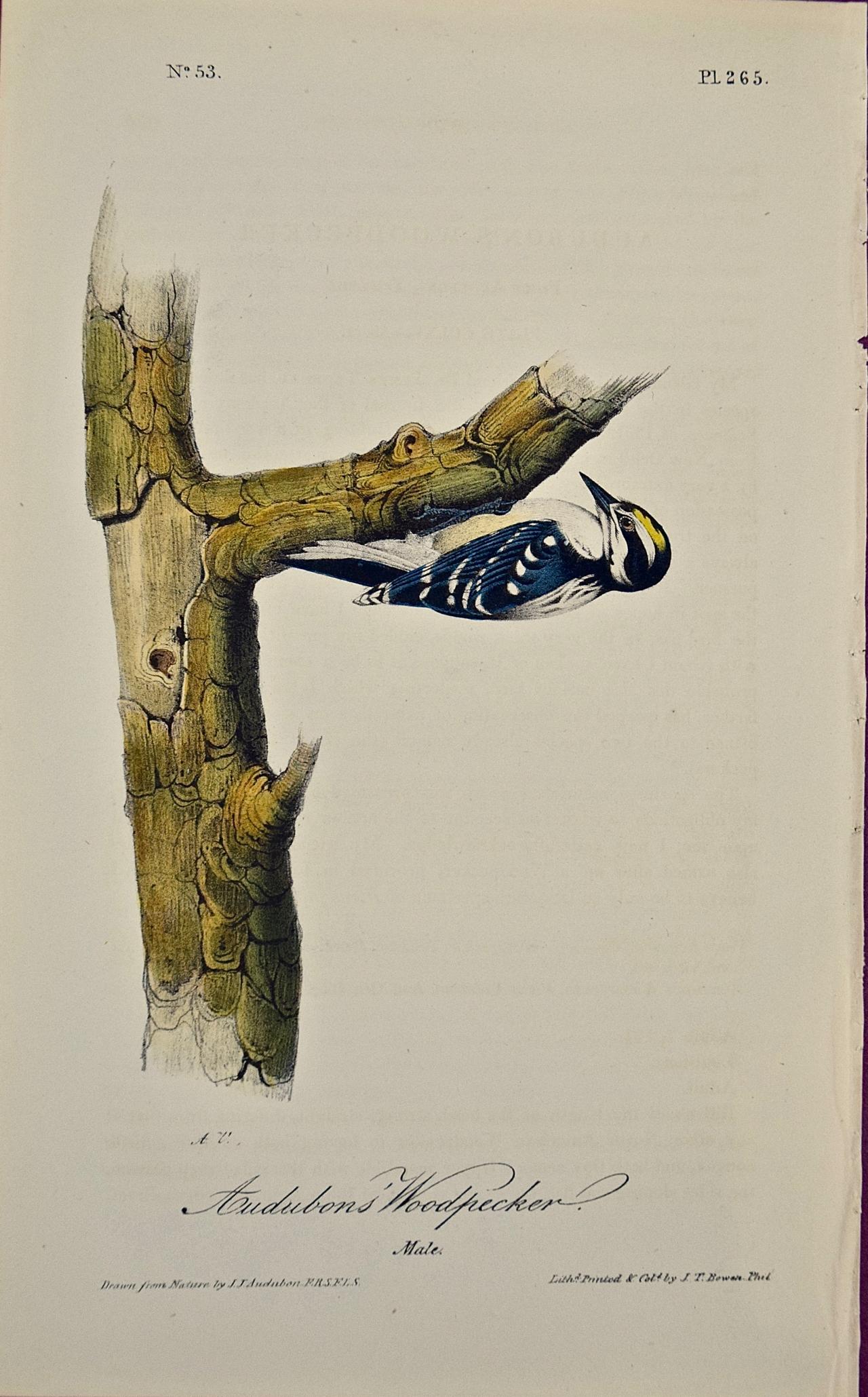 John James Audubon Animal Print - "Audubons' Woodpecker" Original First Edition Audubon Hand Colored Lithograph 