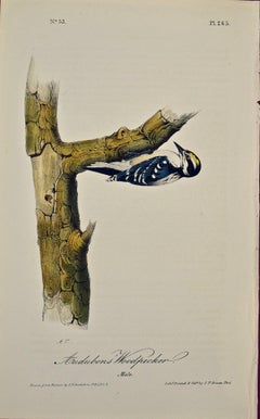 "Audubons' Woodpecker" Original First Edition Audubon Hand Colored Lithograph 