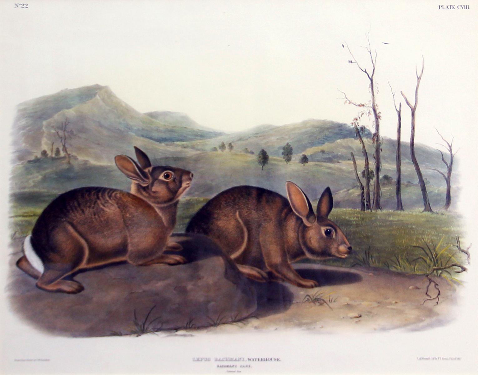 Bachman's Hare, Lithograph, No 22, Plate 108, Original Audubon, 19th Century  - Print by John James Audubon