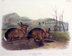 Bachman's Hare, Lithograph, No 22, Plate 108, Original Audubon, 19th Century