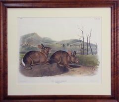 Used Bachman's Hare, Lithograph, No 22, Plate 108, Original Audubon, 19th Century
