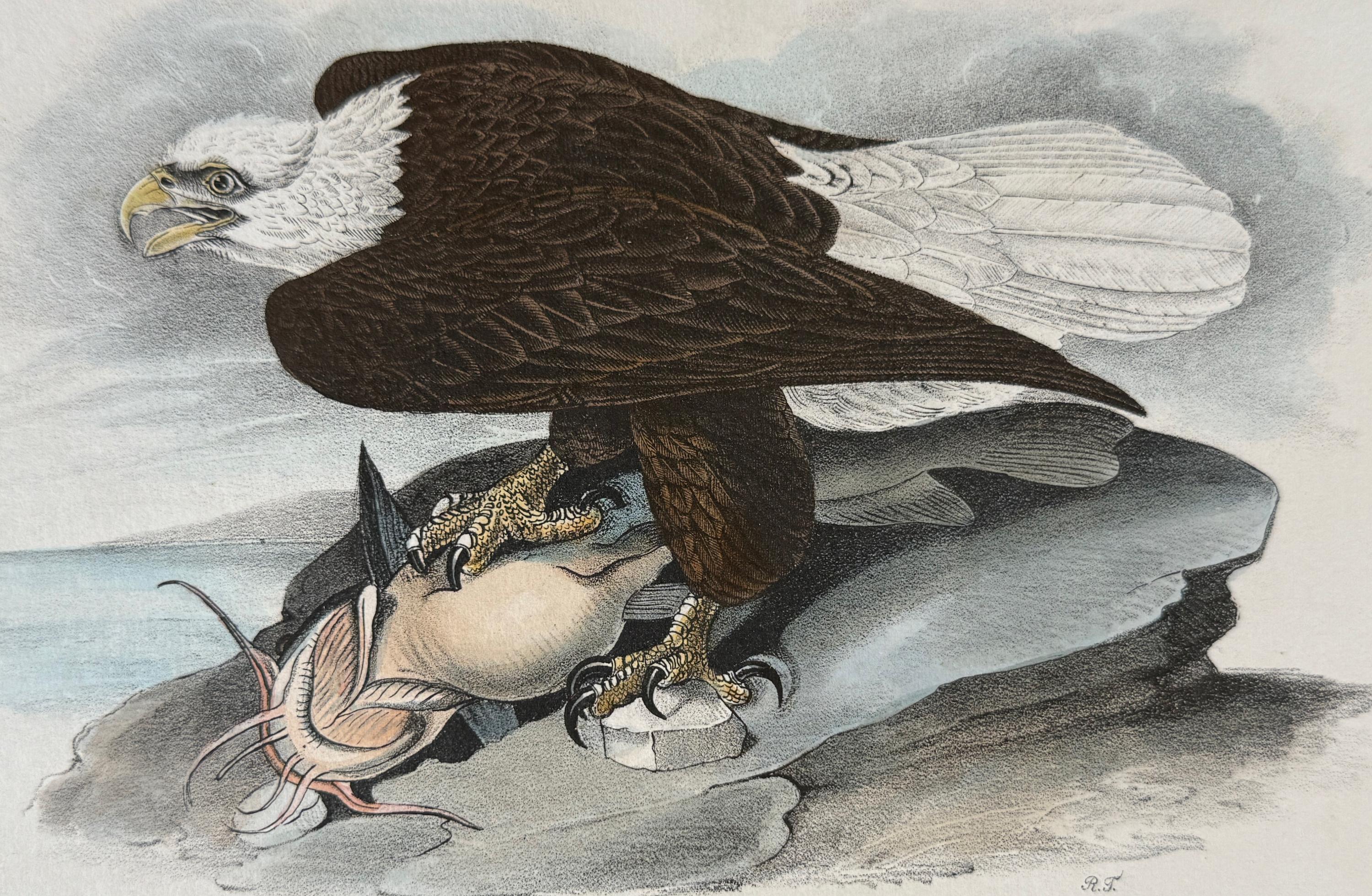 Bald Eagle Bird: A 1st Edition 19th C. Audubon Hand-colored Bird Lithograph - Print by John James Audubon