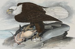 Bald Eagle Bird: A 1st Edition 19th C. Audubon Hand-colored Bird Lithograph