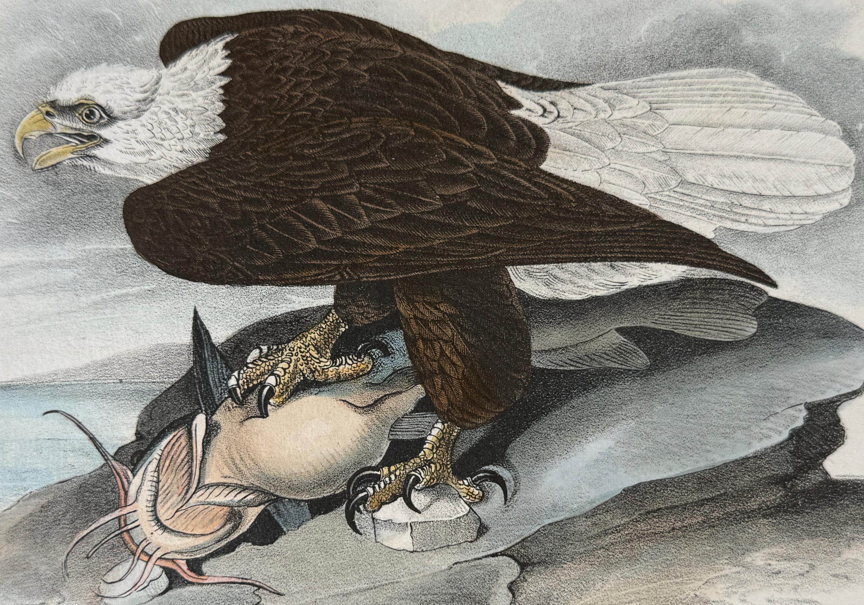 Bald Eagle Bird: A 1st Edition 19th C. Audubon Hand-colored Bird Lithograph - Naturalistic Print by John James Audubon