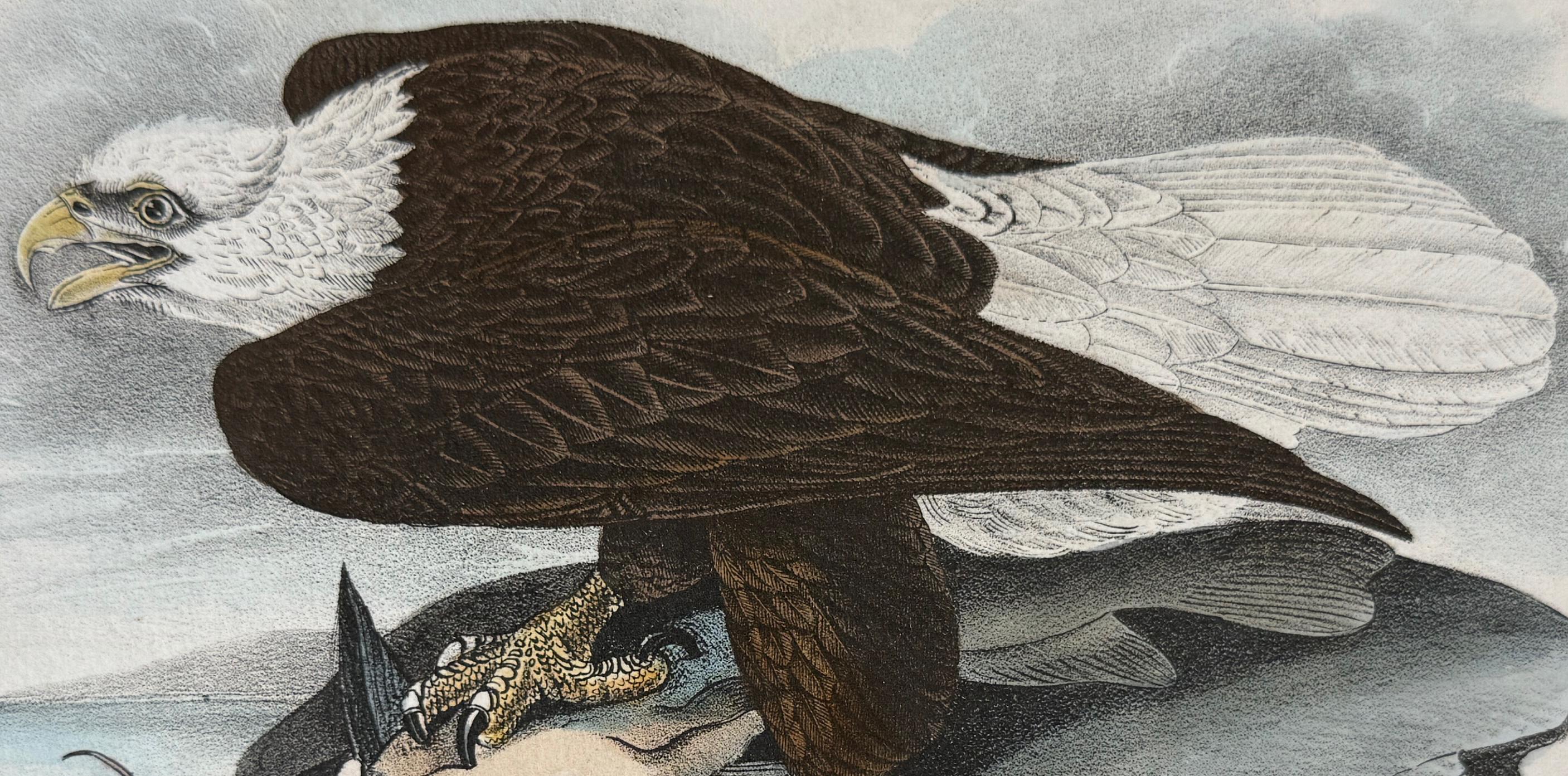 Bald Eagle Bird: A 1st Edition 19th C. Audubon Hand-colored Bird Lithograph - Gray Animal Print by John James Audubon