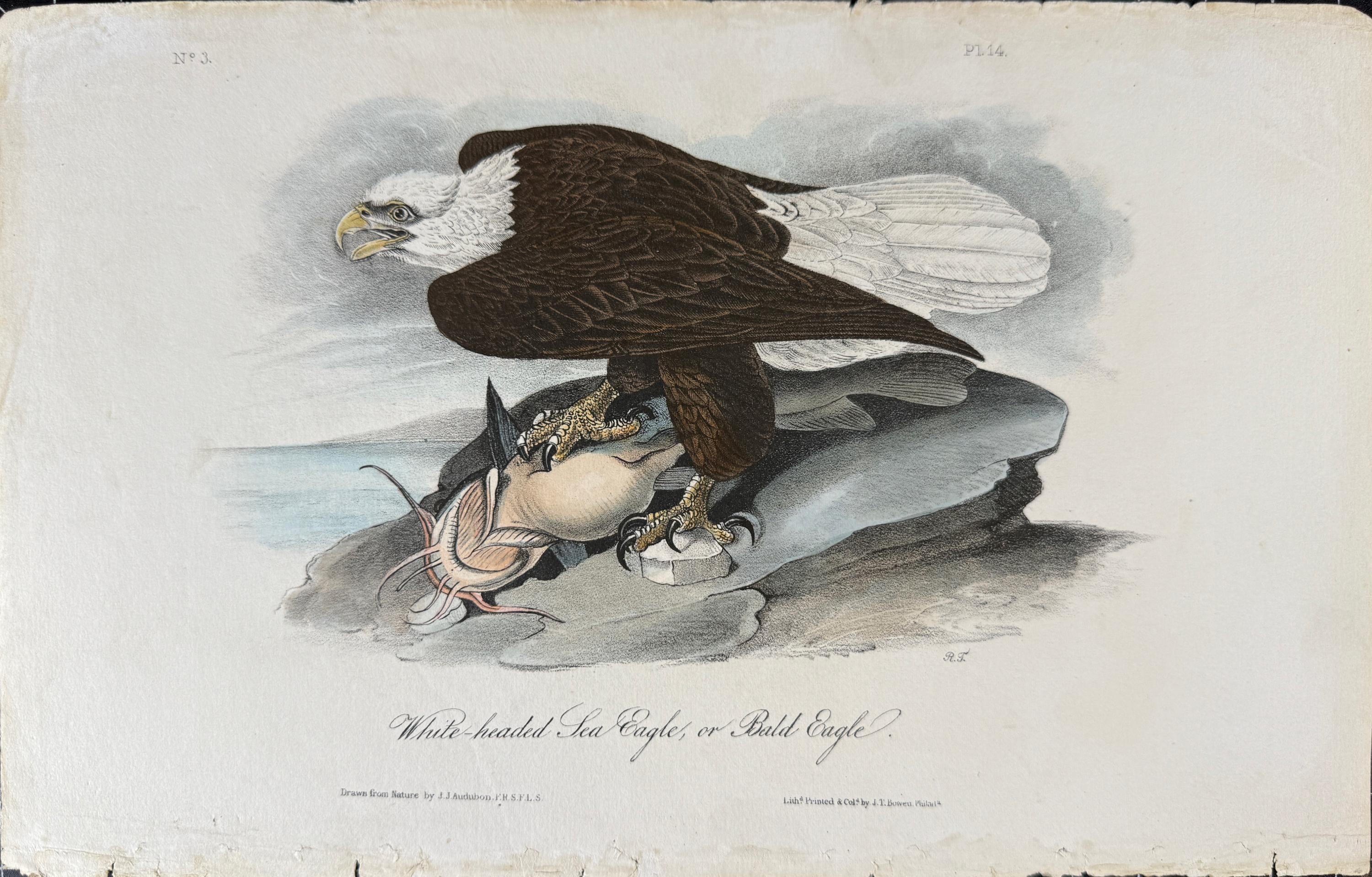 John James Audubon Animal Print - Bald Eagle Bird: A 1st Edition 19th C. Audubon Hand-colored Bird Lithograph
