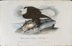 Oiseau pygargue à tête blanche : A.I.C. Lithographie d'oiseau coloriée à la main par Audubon, 1re édition, 19e C.