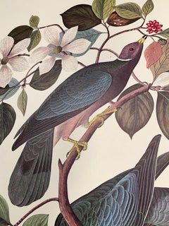 Band-Tailed Pigeon