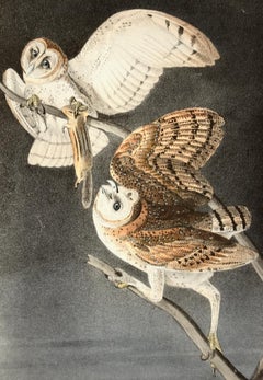"Barn Owl": an Original Audubon Hand-colored First Octavo Edition Lithograph
