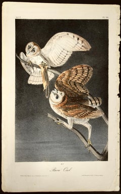 "Barn Owl", an Original Audubon Hand-colored First Octavo Edition Lithograph 