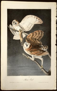 "Barn Owl": an Original Audubon Hand-colored First Octavo Edition Lithograph