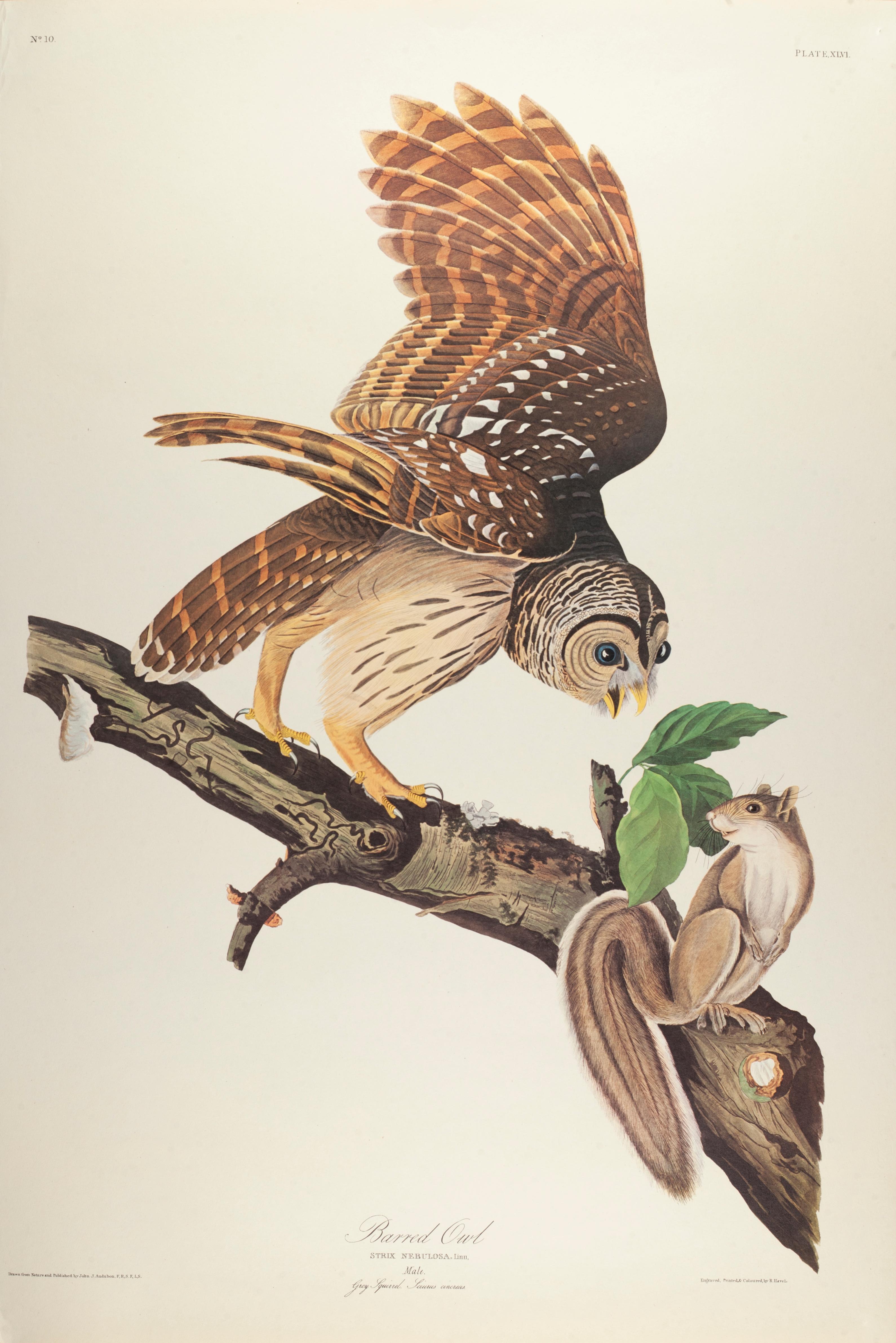 Streifenkauz – Print von John James Audubon