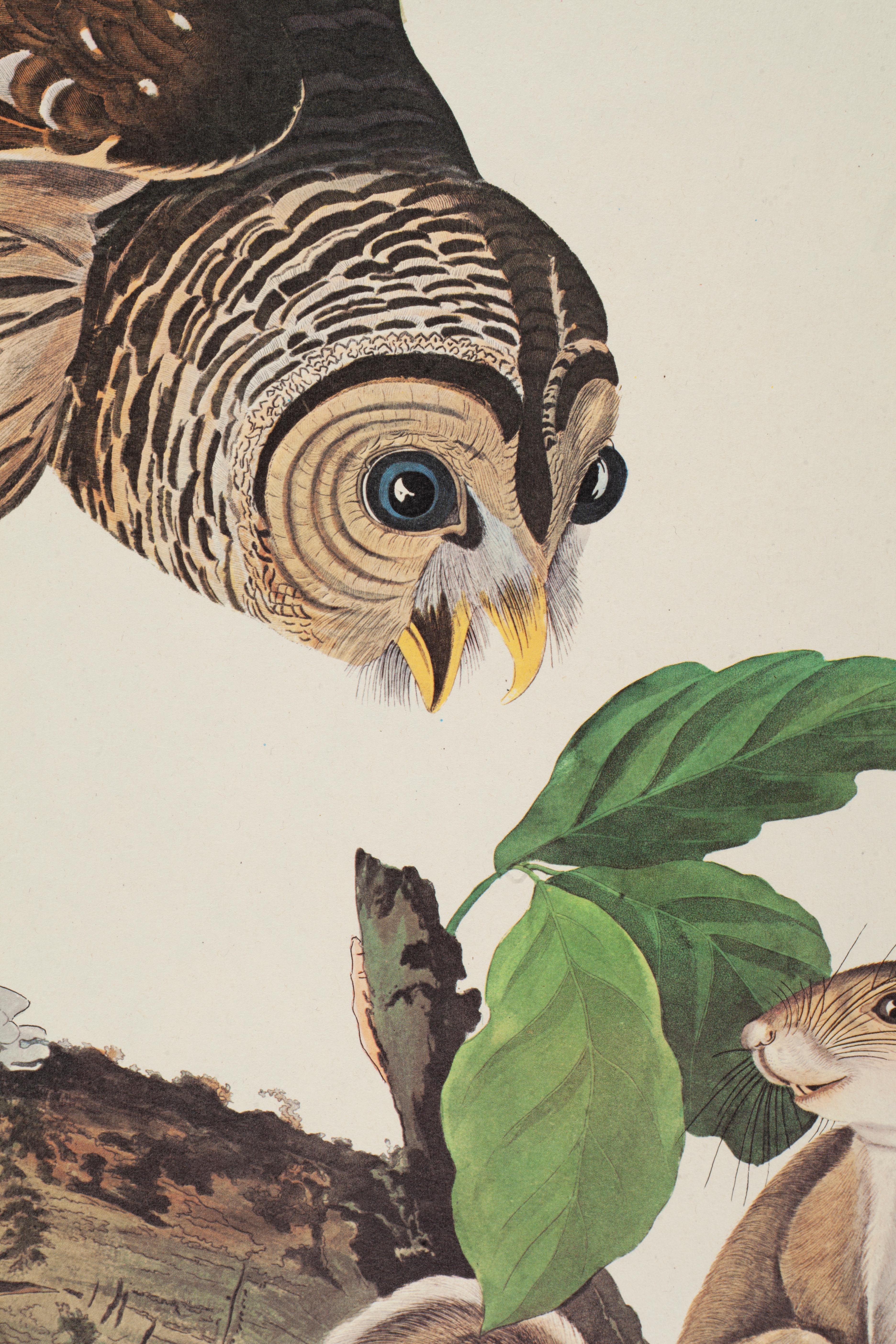 Streifenkauz (Naturalismus), Print, von John James Audubon