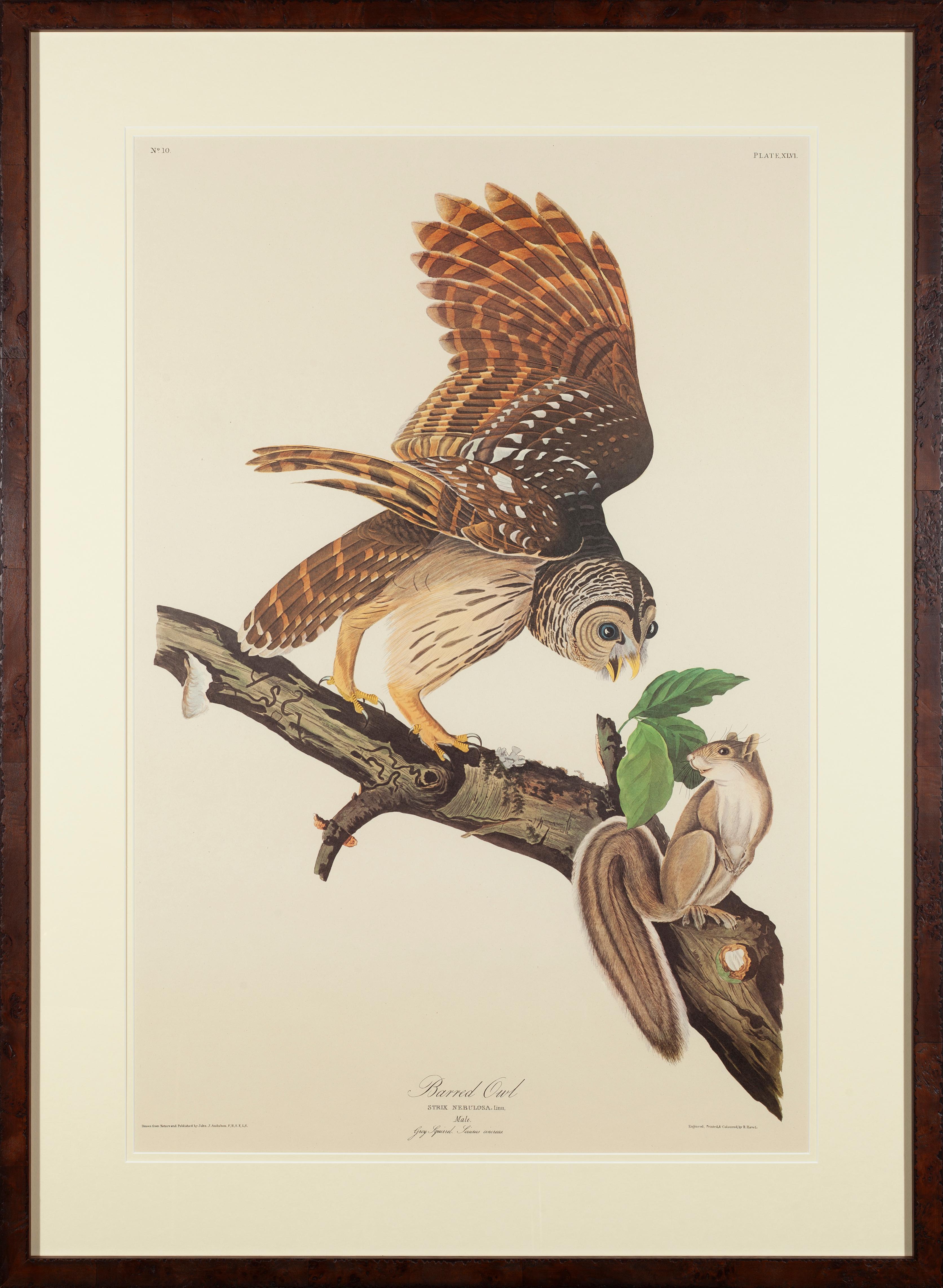 John James Audubon wurde 1785 in Haiti geboren. Den größten Teil seiner Kindheit verbrachte er in Frankreich, wo er sich erstmals für Vögel und das Zeichnen interessierte. Er kam im Alter von 18 Jahren in die USA und zog im Laufe seines