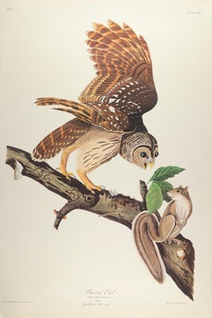 Barred Owl