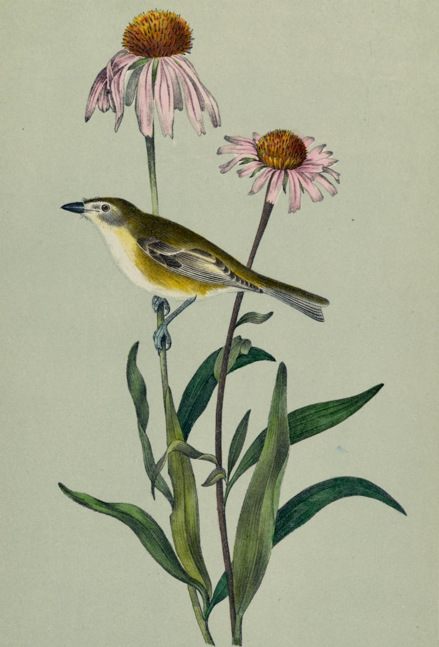 Bell's Vireo: An Original 19th C. Audubon Hand-colored Bird Lithograph  - Print by John James Audubon
