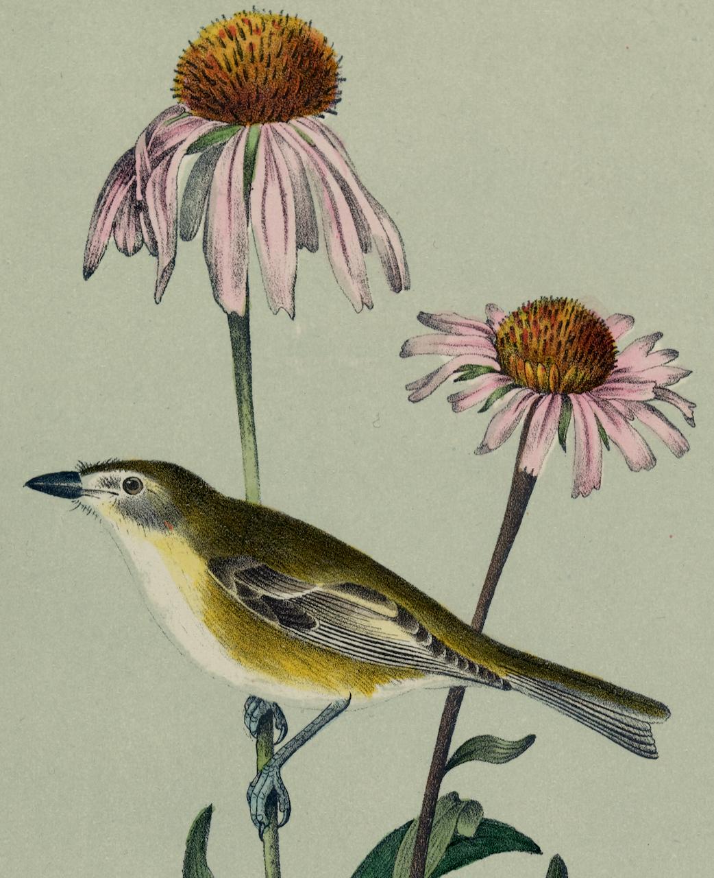 Bell's Vireo: An Original 19th C. Audubon Hand-colored Bird Lithograph  - Naturalistic Print by John James Audubon