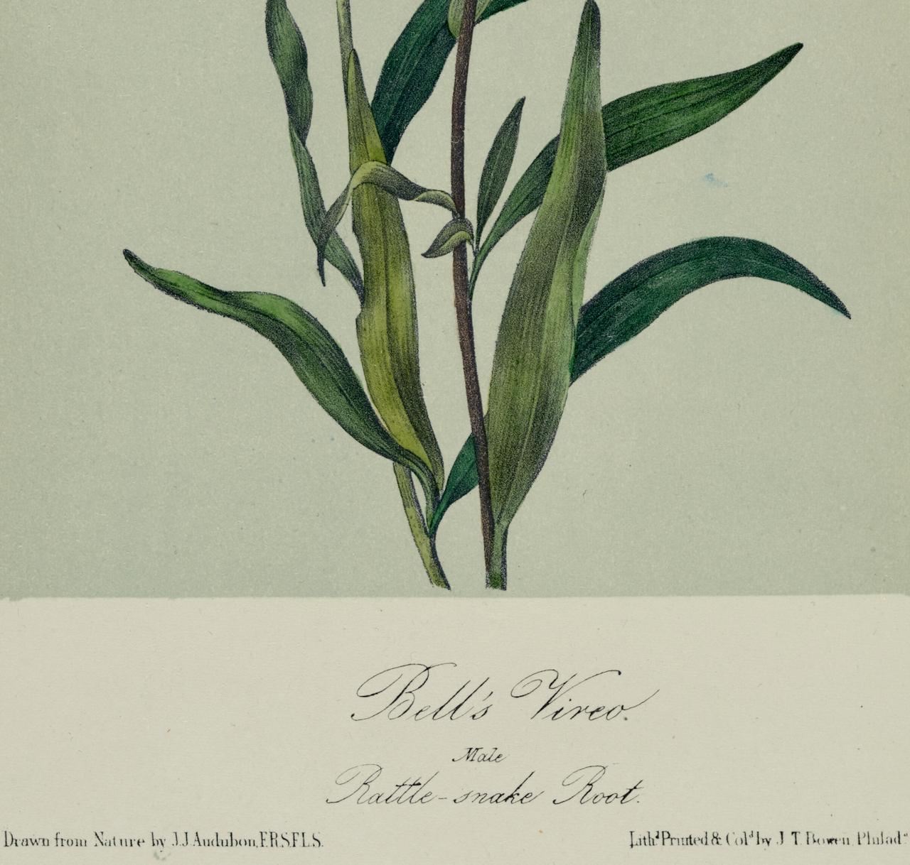 Il s'agit d'une lithographie originale du 19ème siècle de John James Audubon, coloriée à la main, intitulée 
