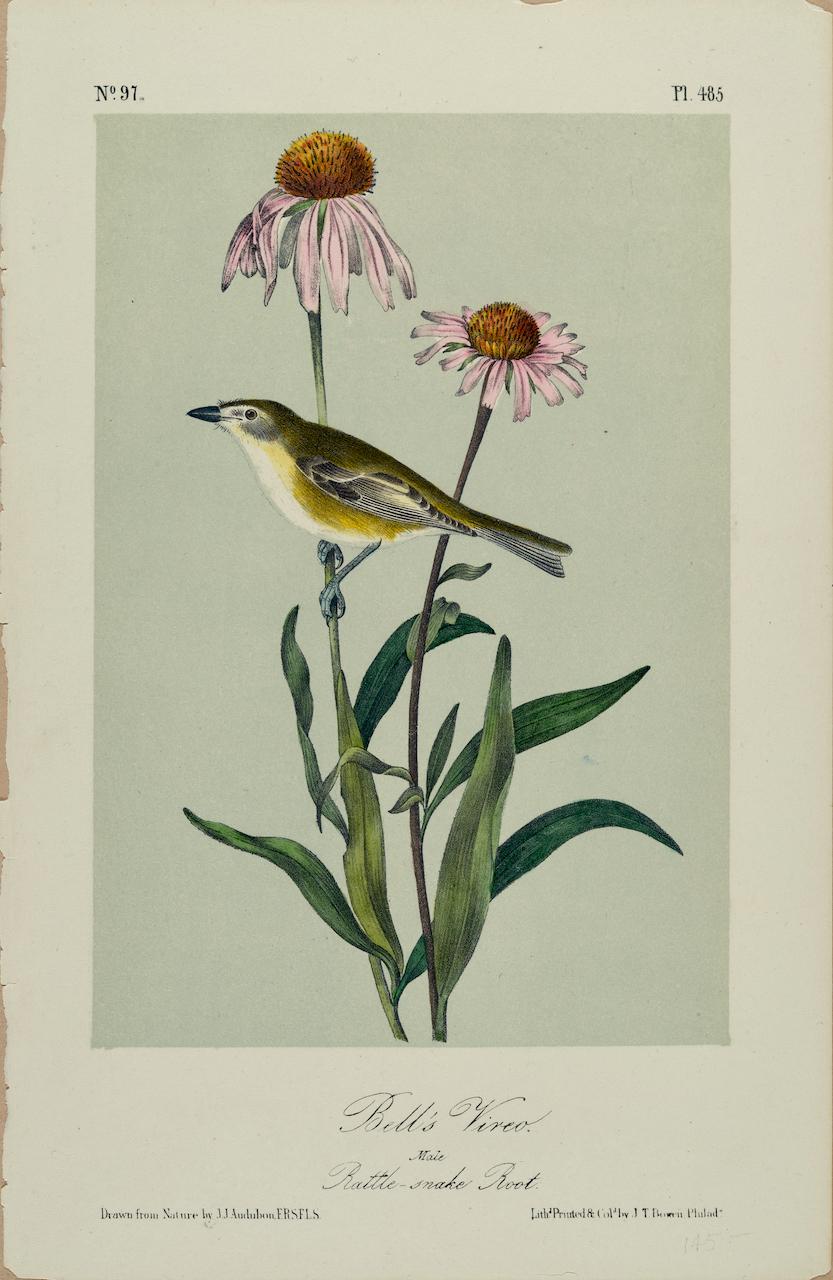 John James Audubon Landscape Print - Bell's Vireo: An Original 19th C. Audubon Hand-colored Bird Lithograph 