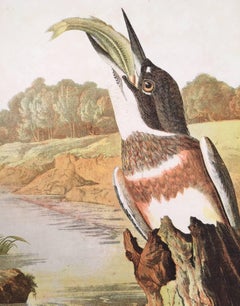 Belted Kingfisher