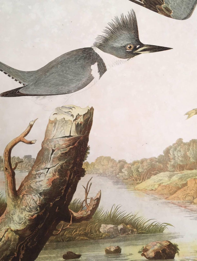 John James Audubon Belted Kingfisher For Sale at 1stdibs