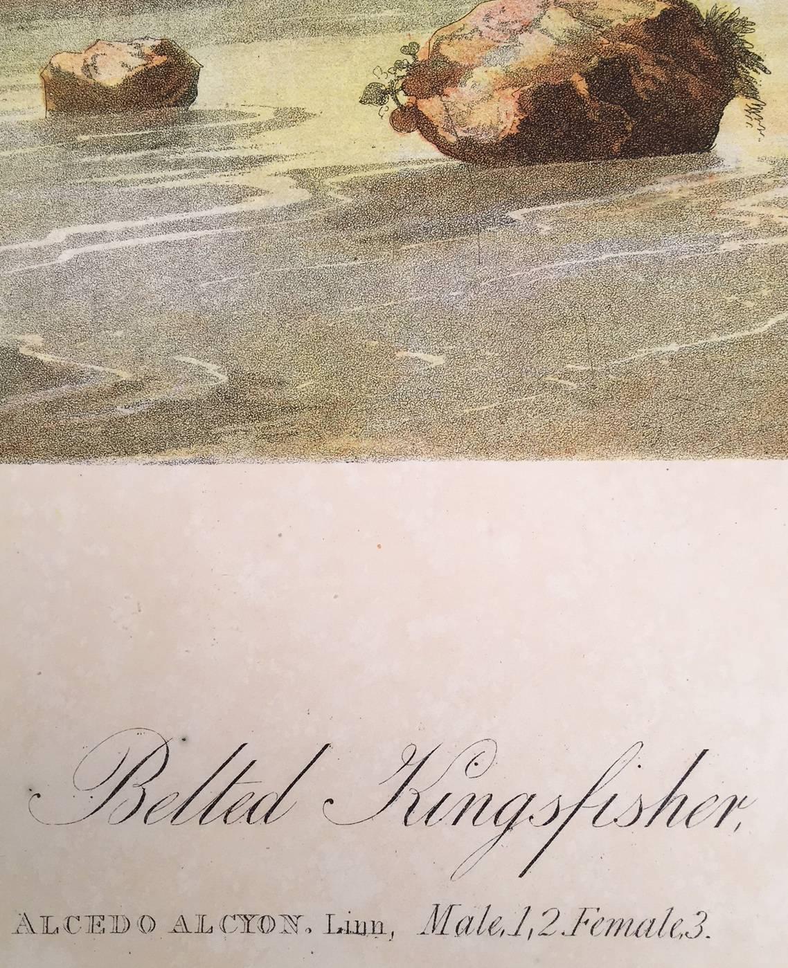 Belted Kingfisher - Naturalistic Print by John James Audubon