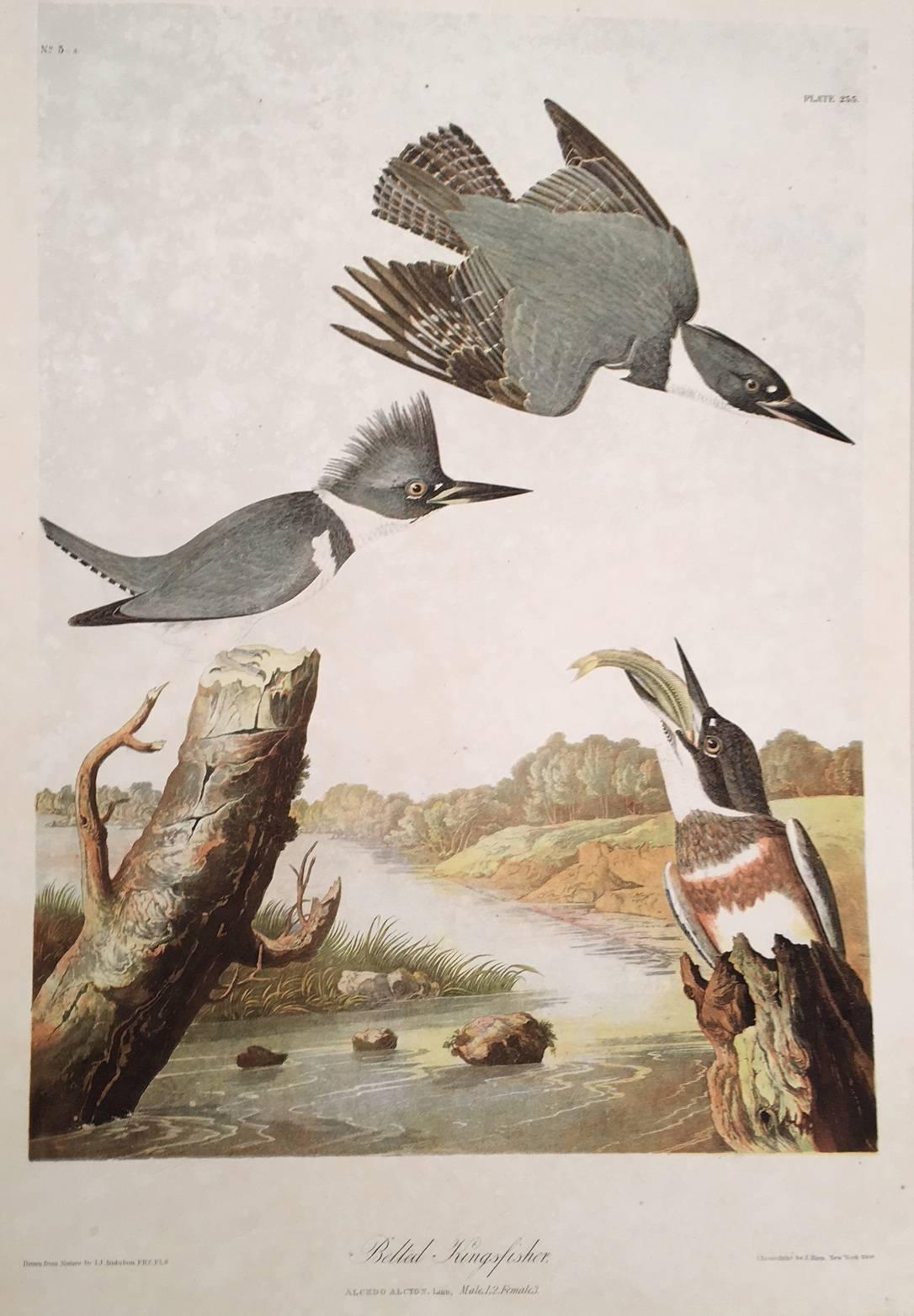 Belted Kingfisher - Print by John James Audubon