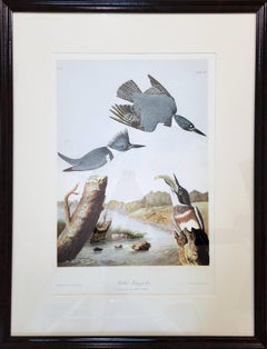 Belted Kingfisher /// John James Audubon Bien Lithograph Birds Landscape Print