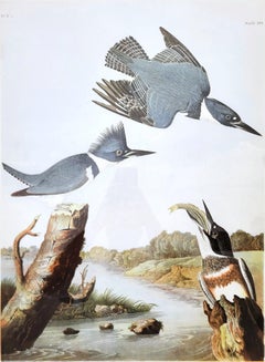 Belted Kingfisher /// John James Audubon Bien Lithograph Birds Landscape Print