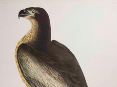 Bird of Washington, Edition Pl. 11