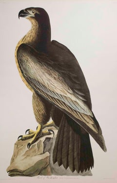 Bird of Washington, Edition Pl. 11