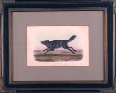 Antique "Black American Wolf" Audubon Animal Wildlife