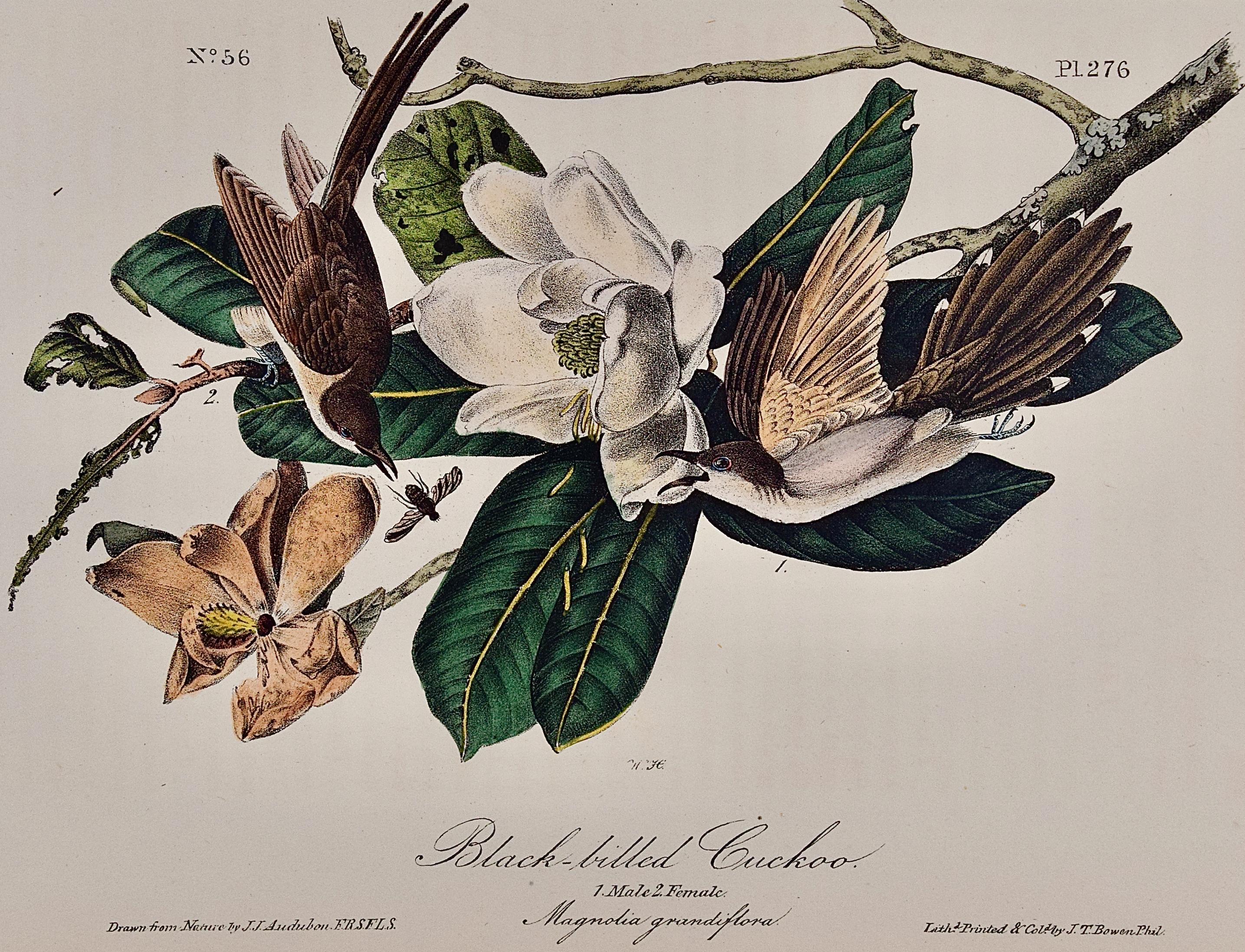 Black-billed Cuckoo: An Original 1st Ed. Audubon Hand-colored Bird Lithograph  - Print by John James Audubon