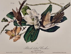 Schwarz gebleichter Cuckoo: Ein Original, 1. Auflage. Handkolorierte Vogellithographie von Audubon